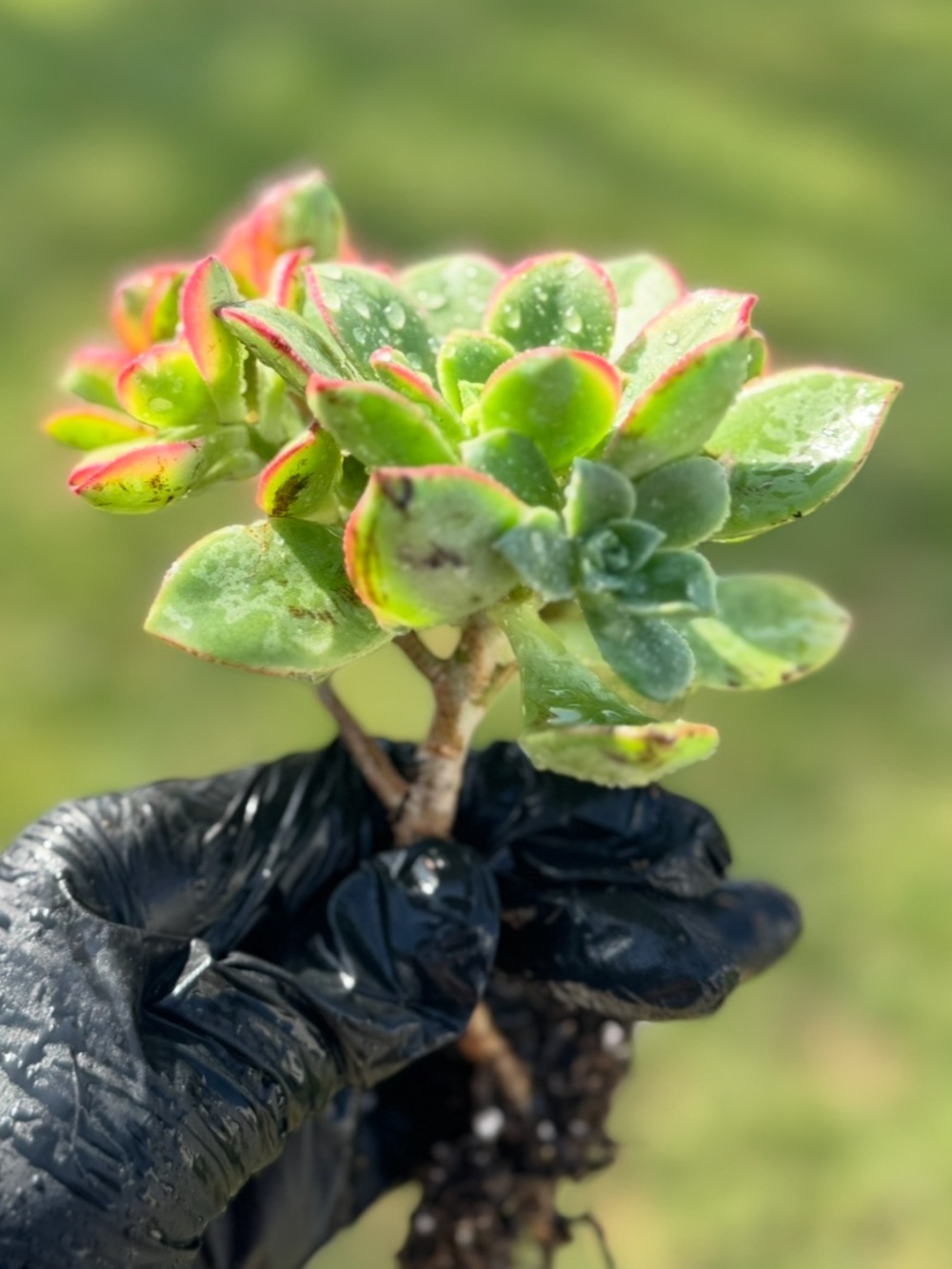 Aeonium "Kiwi"  Succulent Plant - Picture 7 of 17